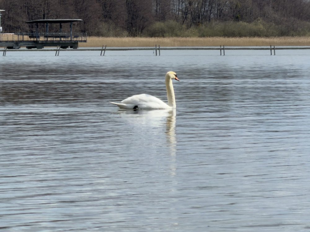 Łabędź i pomost na Jeziorze Miedwie